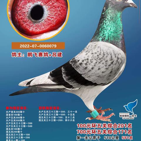 长春市范家屯大军鸽会（五关鸽王）奖鸽精选-3
