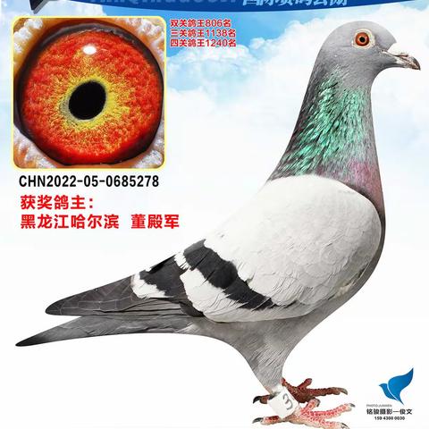 长春燕青国际赛鸽公棚（301-350名）