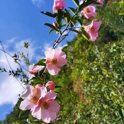 2022年女神节🌹🌹🌹