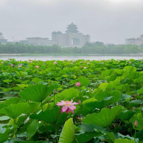 莲花公园赏荷花