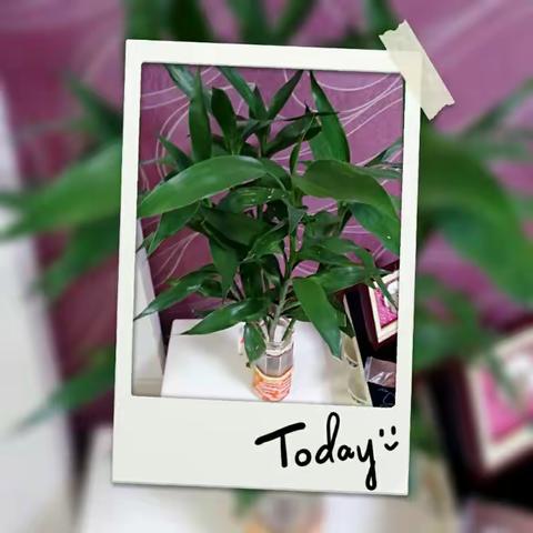 最是绿意盎然时