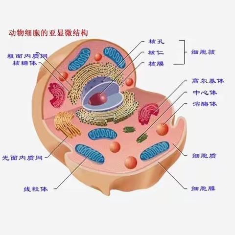 走进细胞   感恩生命—吴忠市回民中学高二年级细胞模型制作大赛