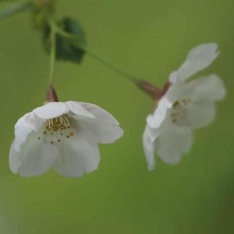 学竞江河，百舸争流：2019年巴东县初中历史优质课展评暨复习教学研讨活动圆满落幕