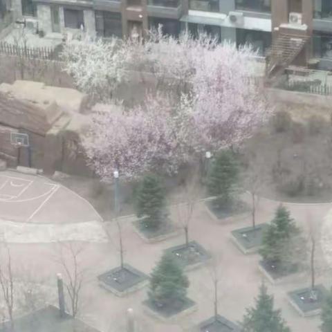 小区的春天