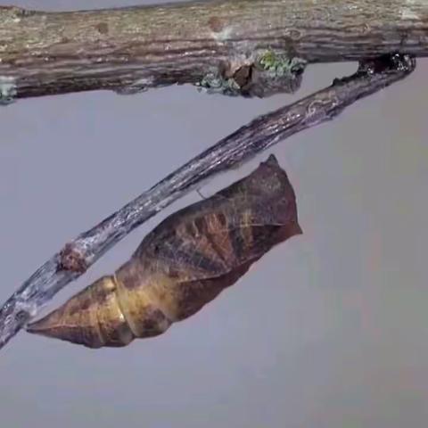 张慧2018-2019个人工作总结