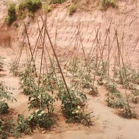 罗毕村“两委”干部的幸福时光——小菜园种出的大情怀