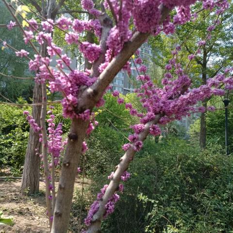 芳菲四月，春🌸盛开，繁花似锦。