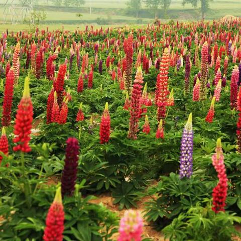 五一节赏鲁冰花