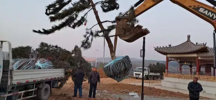 造型油松多少钱一棵