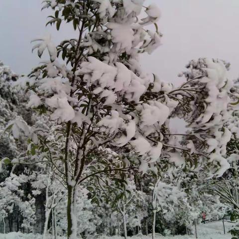 家乡的雪景