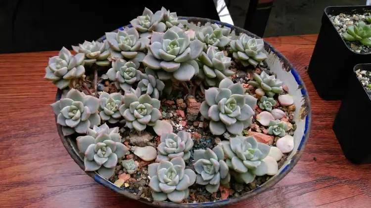 油牡丹苗多少钱一棵