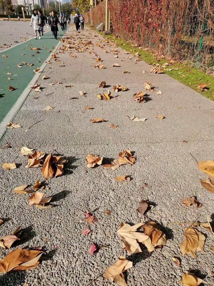 落叶🍂飘飘