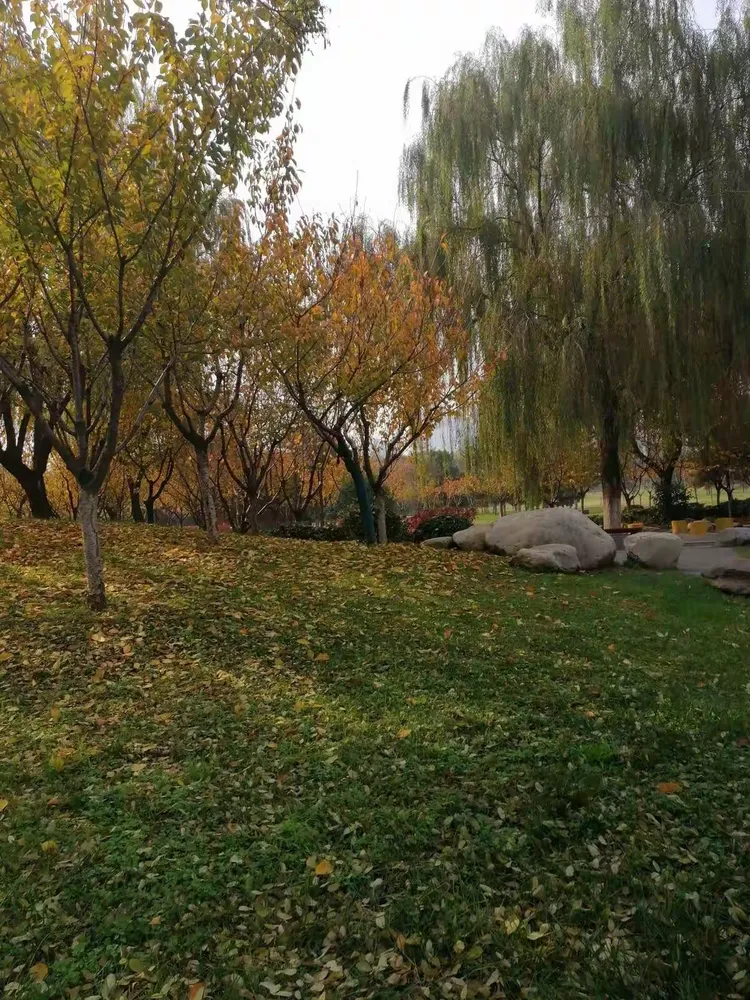 落叶🍂飘飘