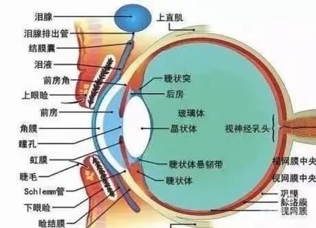 市南春天幼儿园——大二班近视防控宣传教育