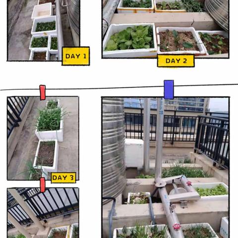 关于小区楼顶禁止种菜、种花的通知