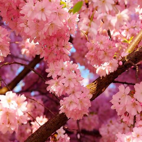 云上教研绽芳华，不负小语不负生——山东省小学语文线上教研活动纪实