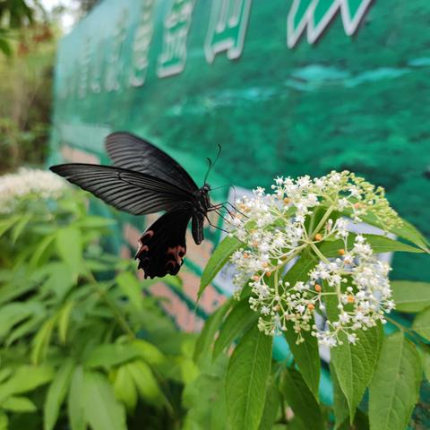 蝴蝶🦋恋花🌸