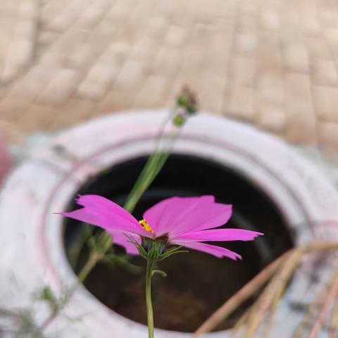 醉美格桑花