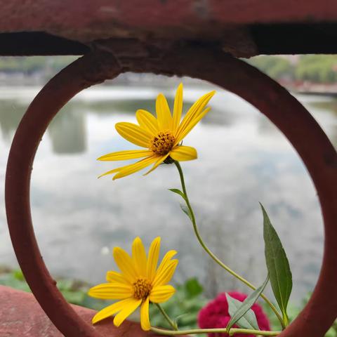 点水窗明风暂歇，淡菊浓香意无邪