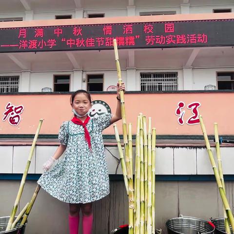 【洋渡小学】快乐来喽！ “月满中秋 情洒校园 ”————洋渡小学庆中秋主题系列活动