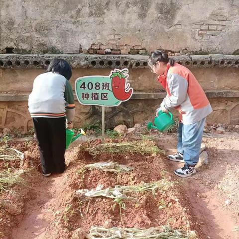 408班种植方案