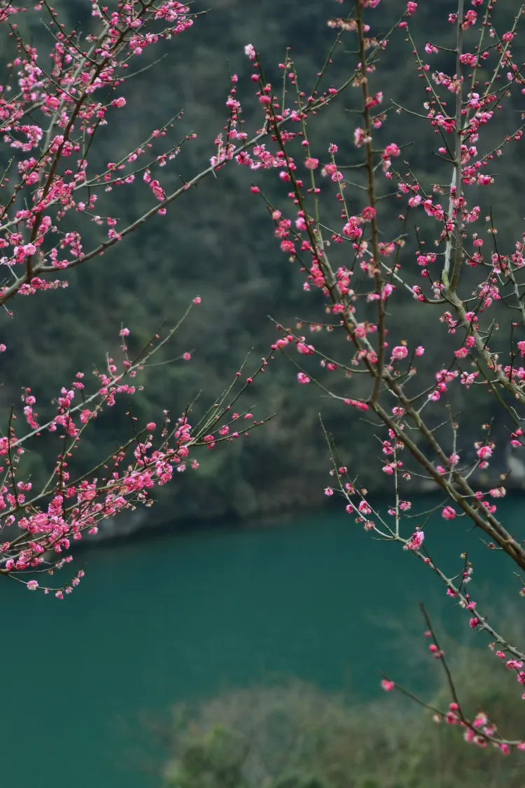 宜昌下牢溪梅园/藏着山水间的小美好