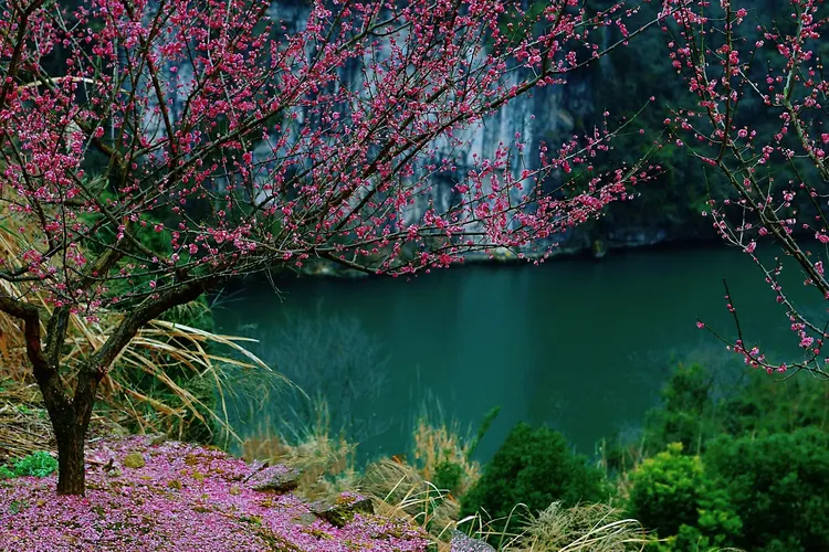 宜昌下牢溪梅园/藏着山水间的小美好