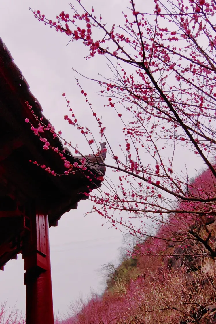 宜昌下牢溪梅园/藏着山水间的小美好