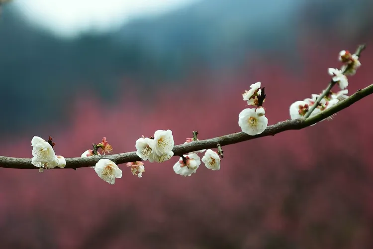 宜昌下牢溪梅园/藏着山水间的小美好