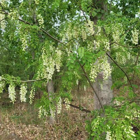 又是一年槐花季