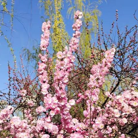 阳春布德泽，万物生光辉。