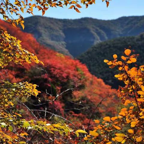 漫山红叶似彩霞