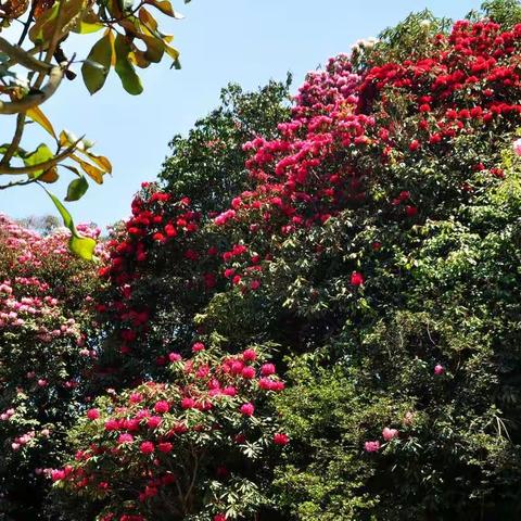 缤纷彩带，杜鹃花海