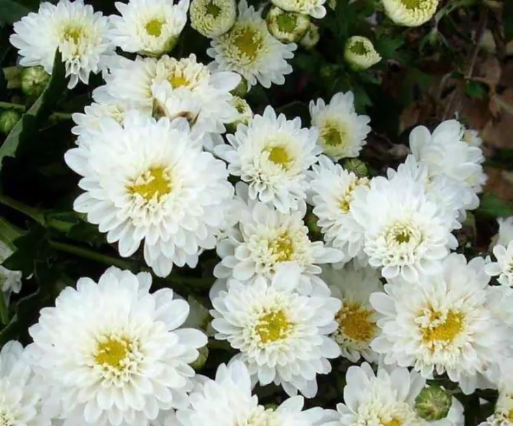 滁菊又名“白菊”、“甘菊”，是菊花中花瓣最紧密的一种。它花蕊金黄，花瓣晶莹玉白，素有“金心五瓣”之美