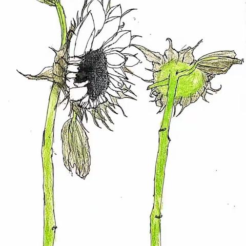 有内涵的向日葵，独特的颜色和造型，美特班向日葵创想部分作品展。