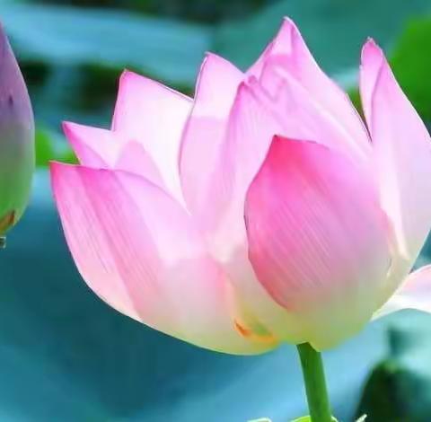 初夏来相会，且看荷花开——记董小书法朗诵会