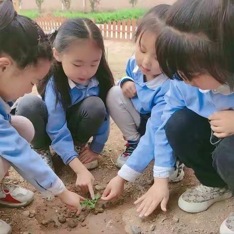 快乐种植，收获成长——林州市桂园幼儿园花生种植系列活动