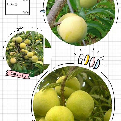 张坎万亩李子园冰糖、蜂糖李采摘节