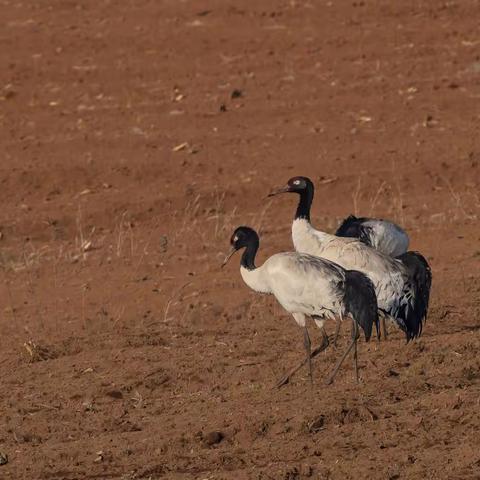高原精灵——黑颈鹤