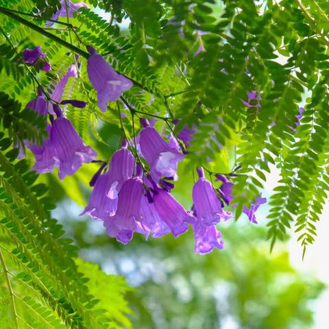 清丽脱俗的蓝花楹