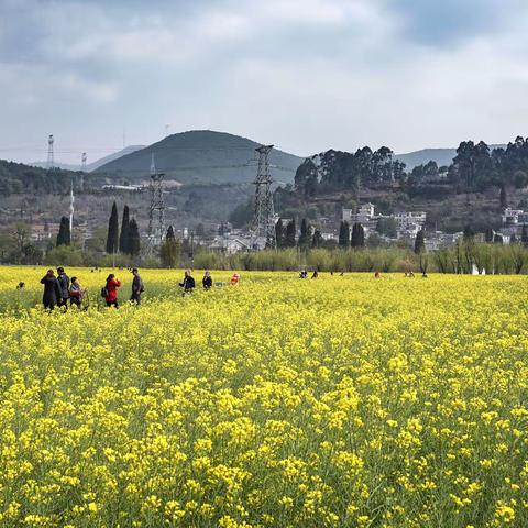 金黄灿灿染三春