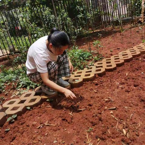 自制习作素材植物观察日记夏秋