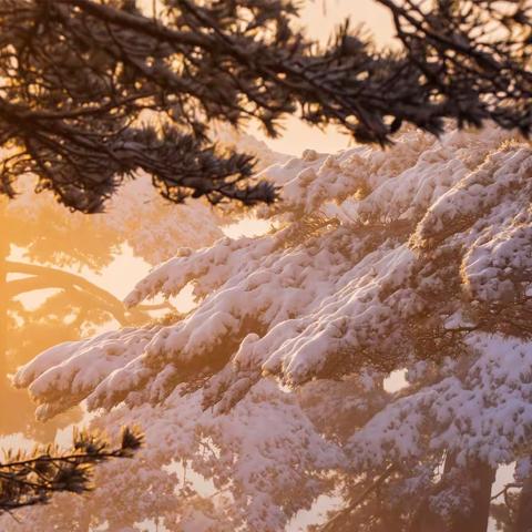 黄山美景（1）：雪韵
