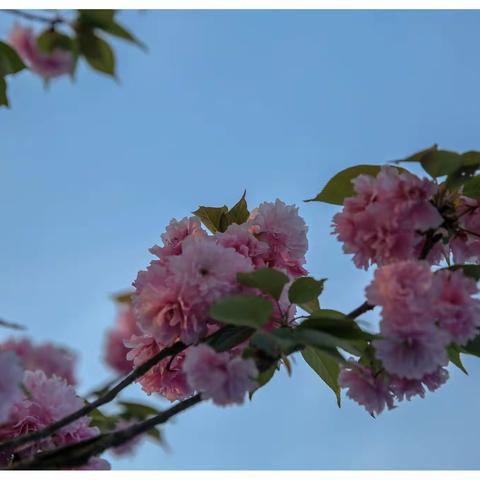 家门口的花