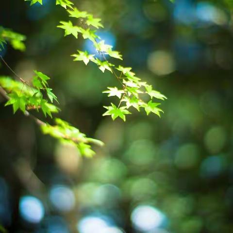 🌼初秋相遇，拾光恰好！🌾正安县土坪镇第二幼儿园大二班九月美篇分享