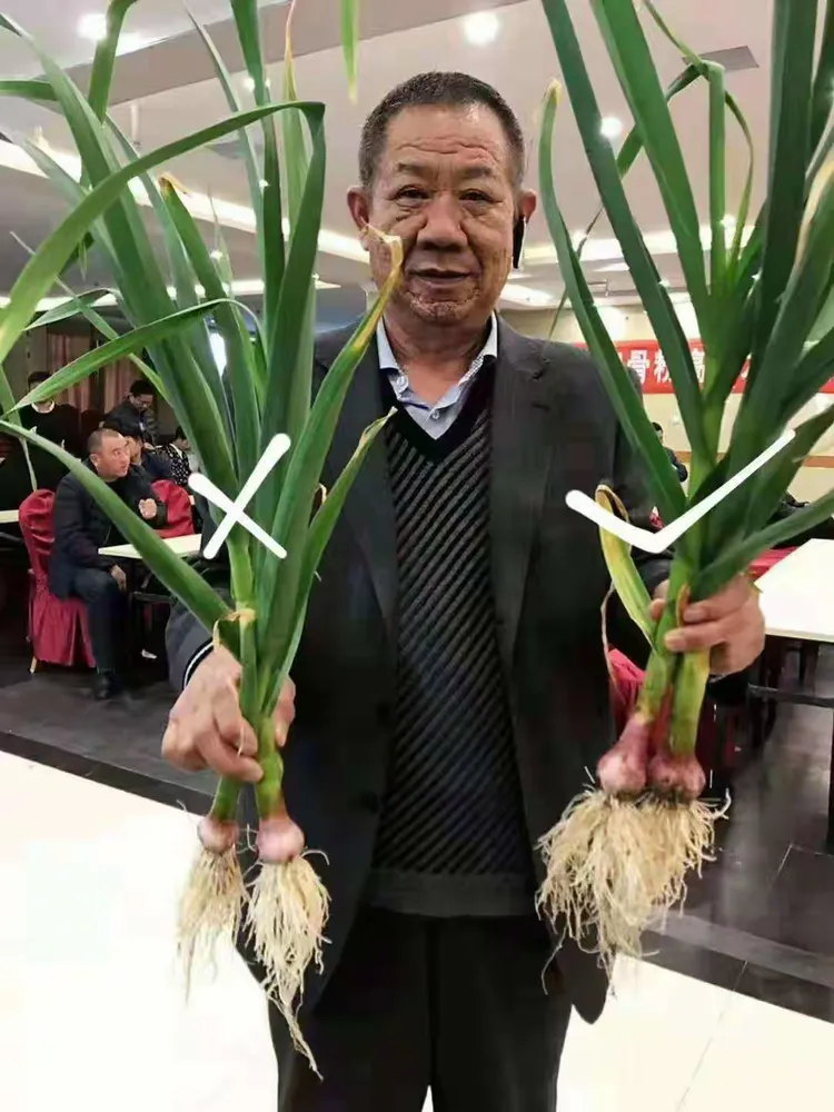 鑫宇绿叶骨粉高钙肥神奇效果!