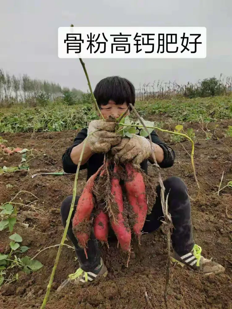 鑫宇绿叶骨粉高钙肥神奇效果!