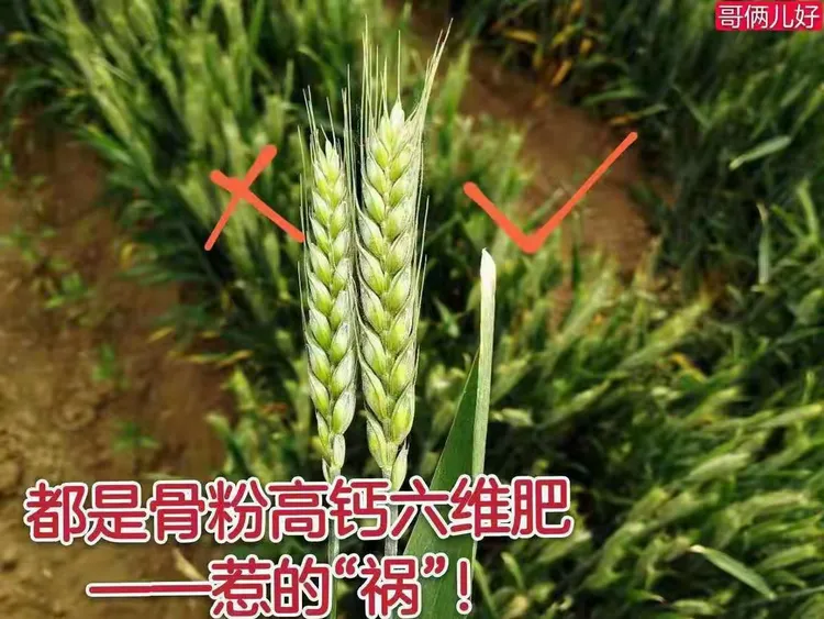 鑫宇绿叶骨粉高钙肥神奇效果!