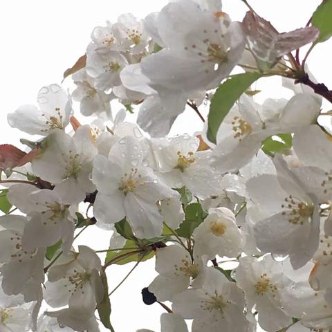 春日里的随思随想