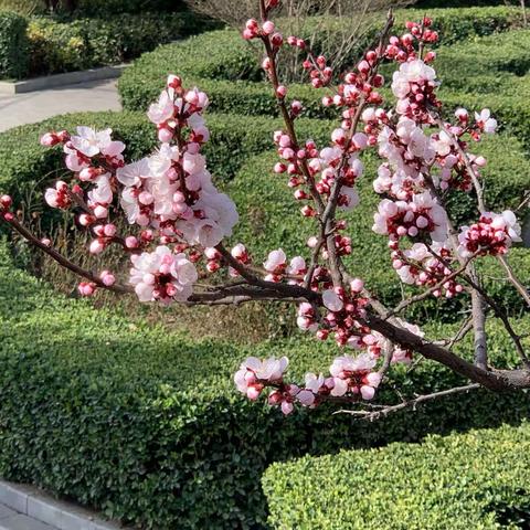 又是一年杏花季